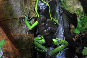 5347450092-frog-with-kids